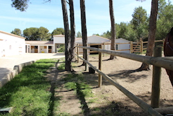 Le haras de la Trevaresse en plein été dans le sud de la France