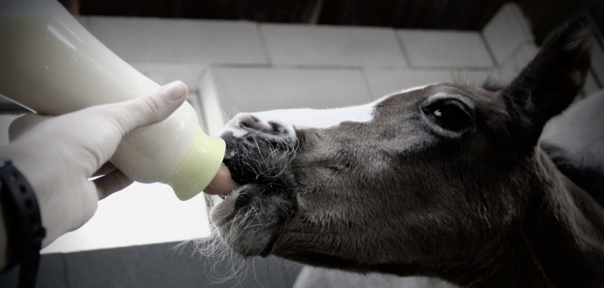 Un vétérinaire de garde en plein soin d'un cheval